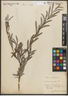 Foto von Salix purpurea L.